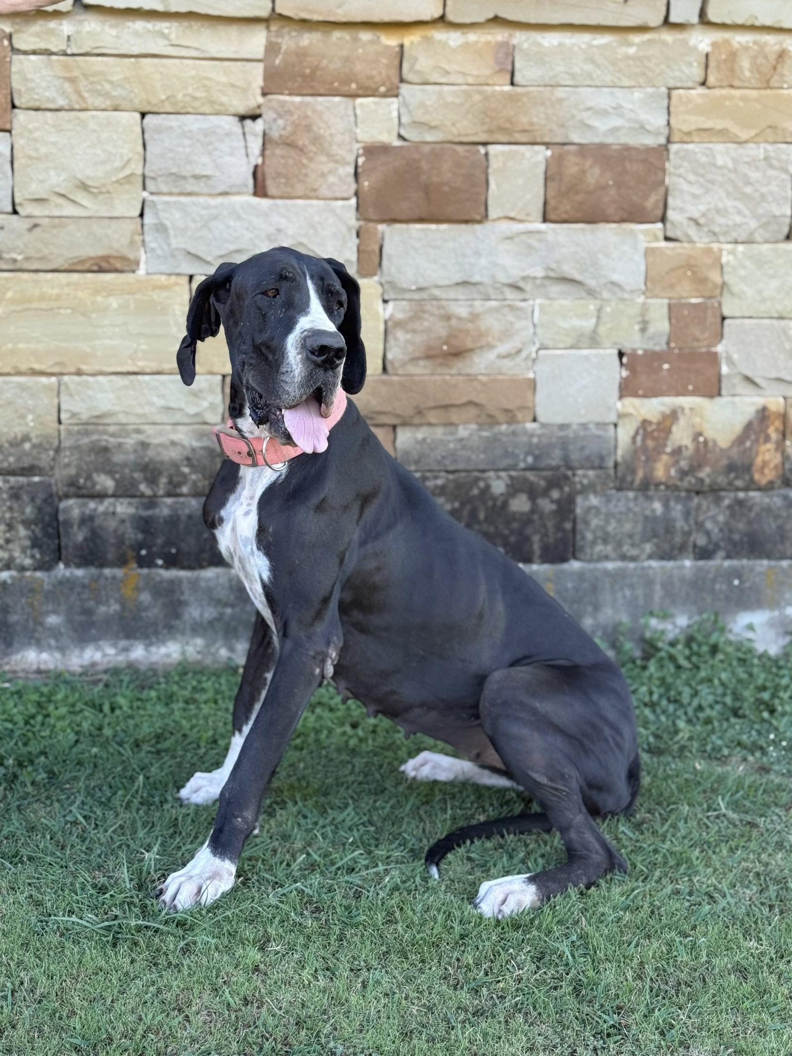 Enlarge Olive, a Adoptable Great Dane in Helotes, TX image 2/3