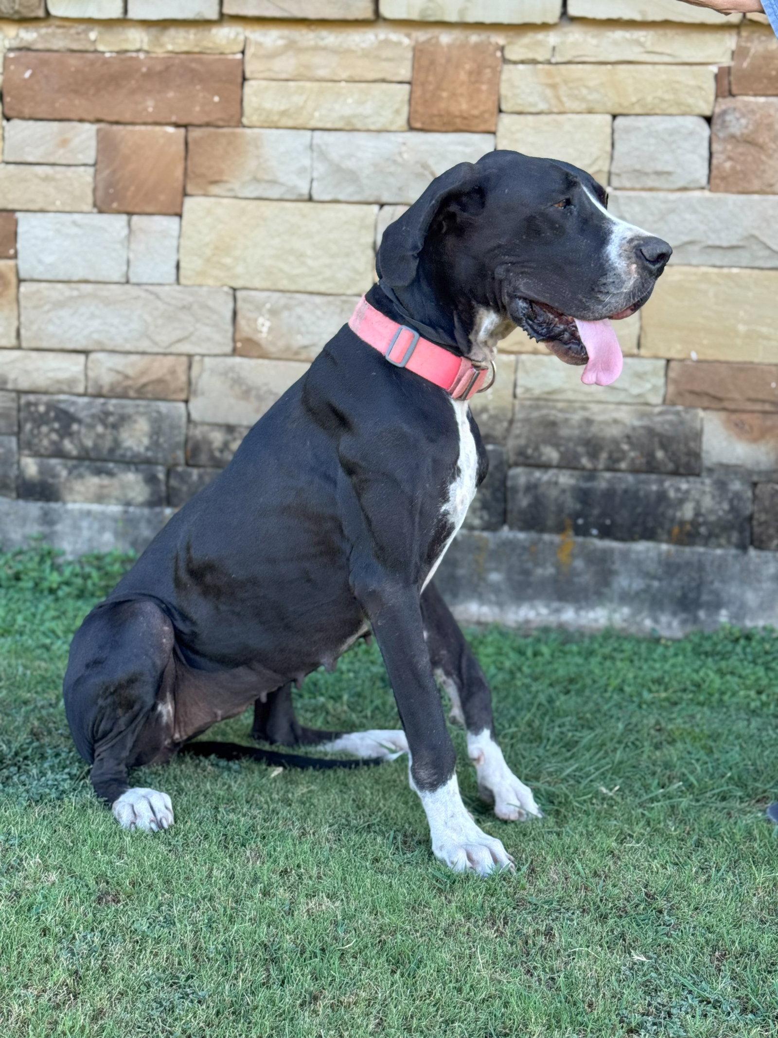 Enlarge Olive, a Adoptable Great Dane in Helotes, TX image 3/3