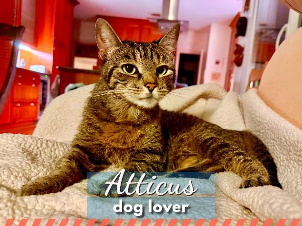 Atticus - courtesy post, Adoptable, Adult Male Tabby.