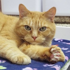 Harry--Senior Gentleman comes with Vet Care Support for Life, Senior Male unknown