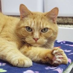 Harry--Senior Gentleman comes with Vet Care Support for Life