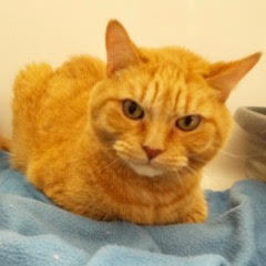 Harry--Senior Gentleman comes with Vet Care Support for Life photo 6