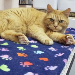 Enlarge Harry--Senior Gentleman comes with Vet Care Support for Life, a Adoptable Tabby in Green Valley, AZ image 3/6