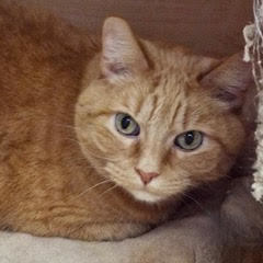 Enlarge Harry--Senior Gentleman comes with Vet Care Support for Life, a Adoptable Tabby in Green Valley, AZ image 2/6