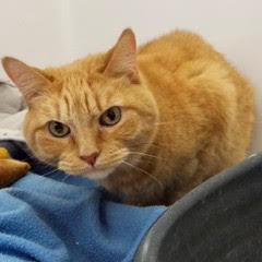 Enlarge Harry--Senior Gentleman comes with Vet Care Support for Life, a Adoptable Tabby in Green Valley, AZ image 4/6