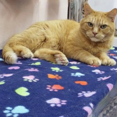 Enlarge Harry--Senior Gentleman comes with Vet Care Support for Life, a Adoptable Tabby in Green Valley, AZ image 5/6