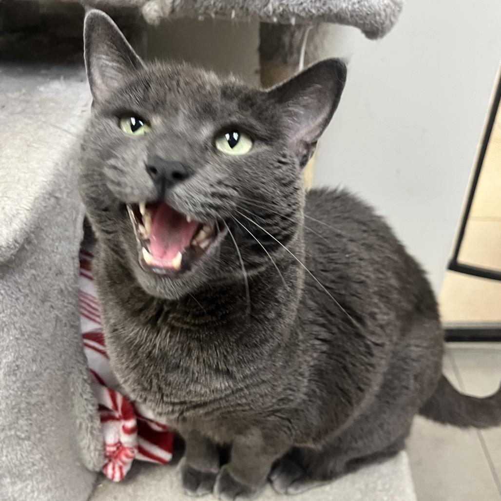 Olive, Adoptable, Senior Female Domestic Short Hair.