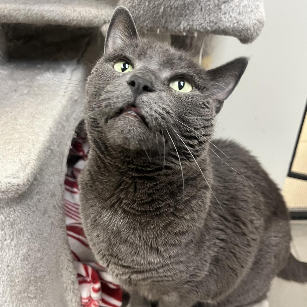 Enlarge Olive, a Adoptable Domestic Short Hair in Las Vegas, NV image 1/6