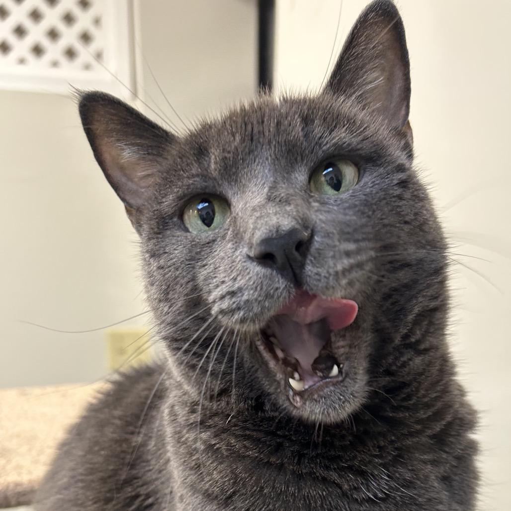 Enlarge Olive, a Adoptable Domestic Short Hair in Las Vegas, NV image 3/6