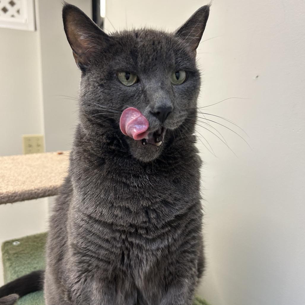 Enlarge Olive, a Adoptable Domestic Short Hair in Las Vegas, NV image 5/6