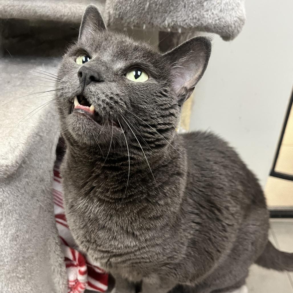 Enlarge Olive, a Adoptable Domestic Short Hair in Las Vegas, NV image 6/6