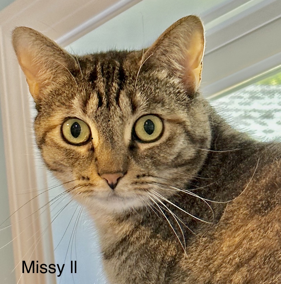 Missy, a Adoptable Domestic Short Hair in Wells, ME image 5/6