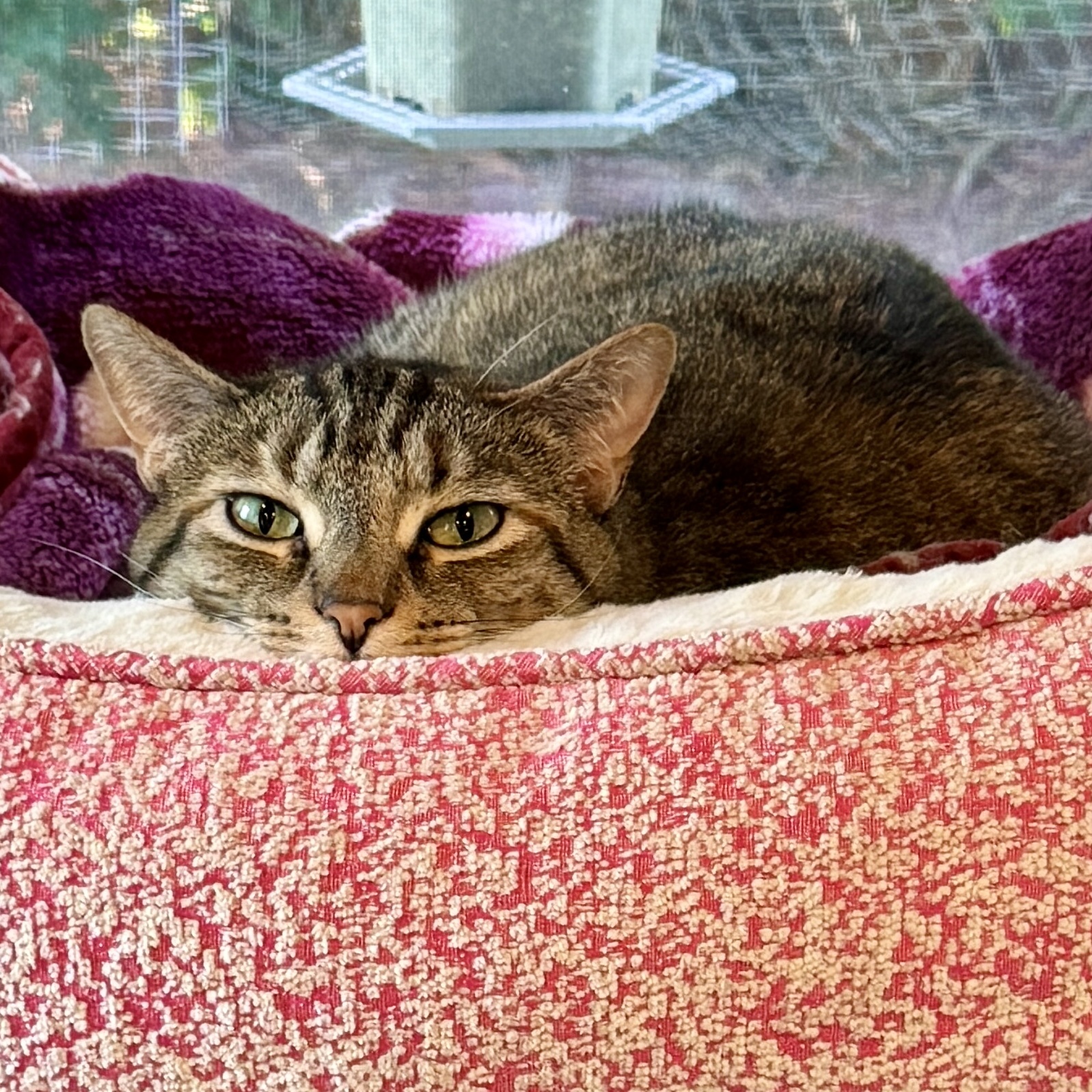 Missy, a Adoptable Domestic Short Hair in Wells, ME image 1/6