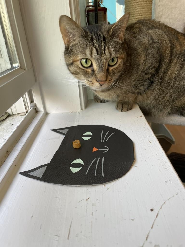 Missy, a Adoptable Domestic Short Hair in Wells, ME image 4/6