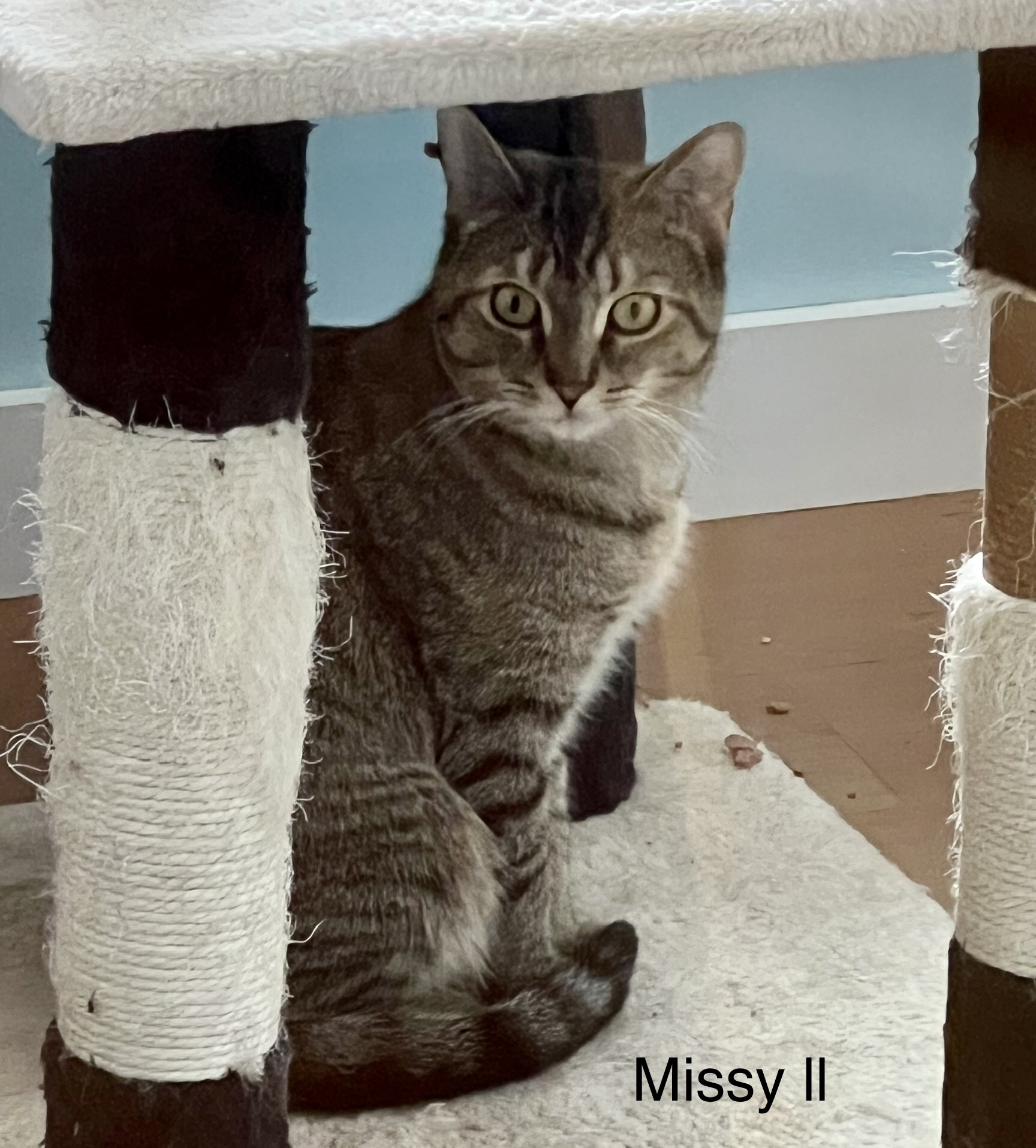 Missy, a Adoptable Domestic Short Hair in Wells, ME image 6/6