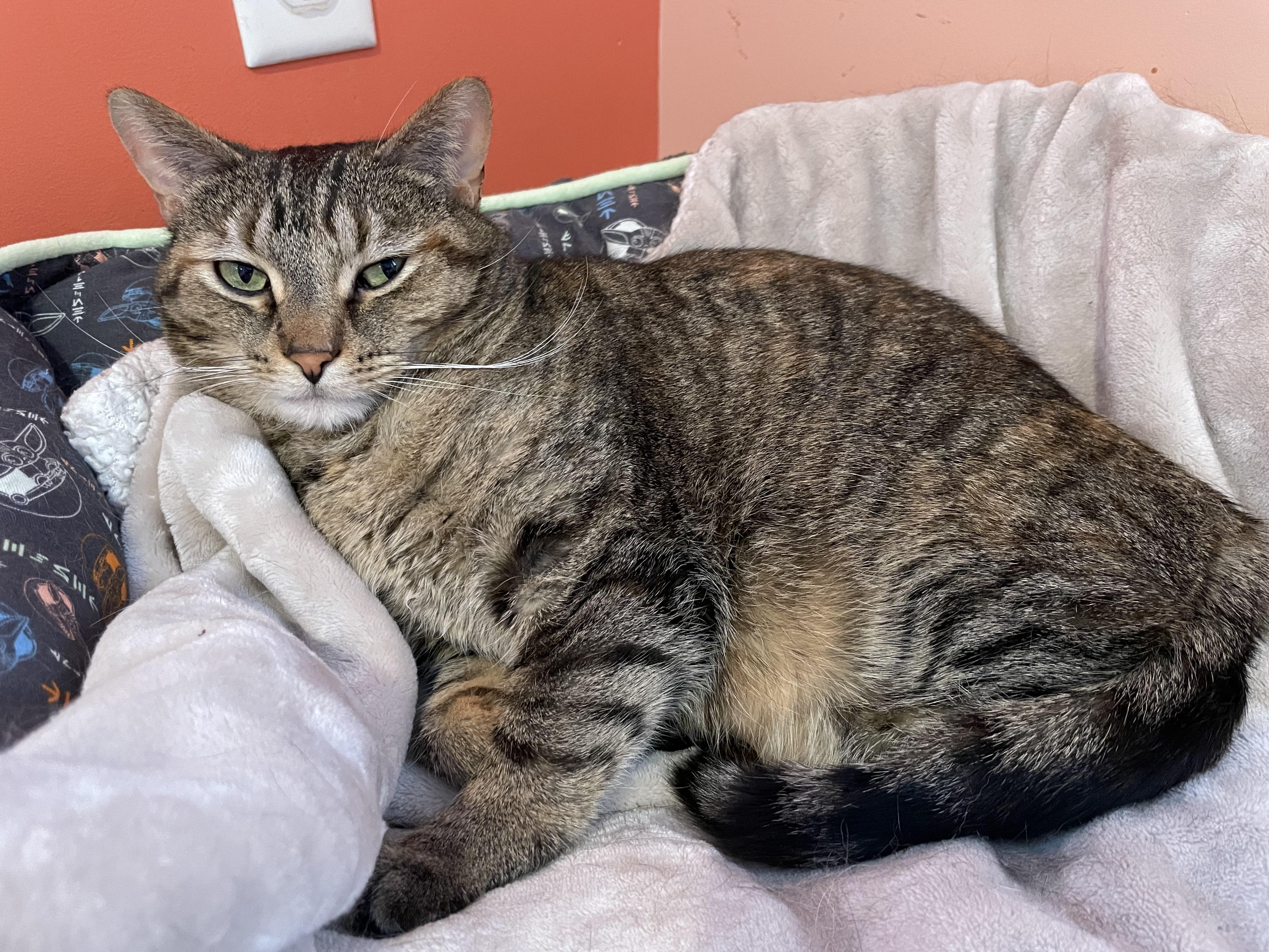 Missy, a Adoptable Domestic Short Hair in Wells, ME image 3/6