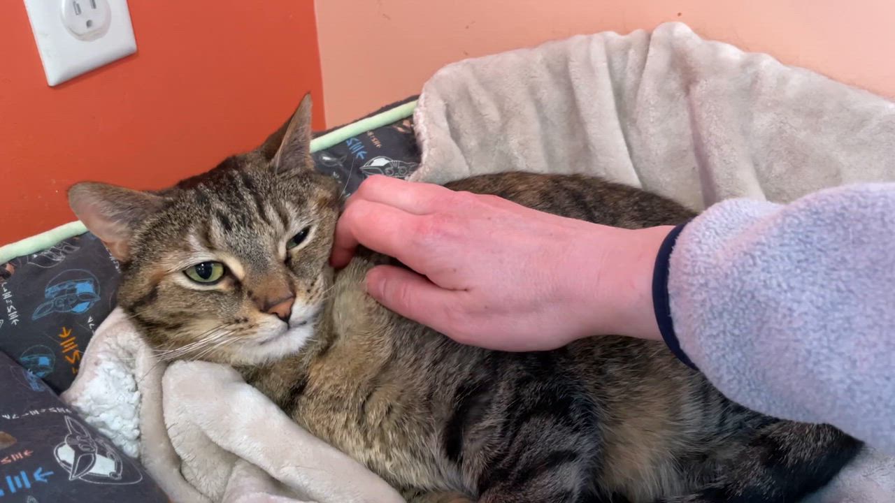 Enlarge Missy, a Adoptable Domestic Short Hair in Wells, ME video 2/6