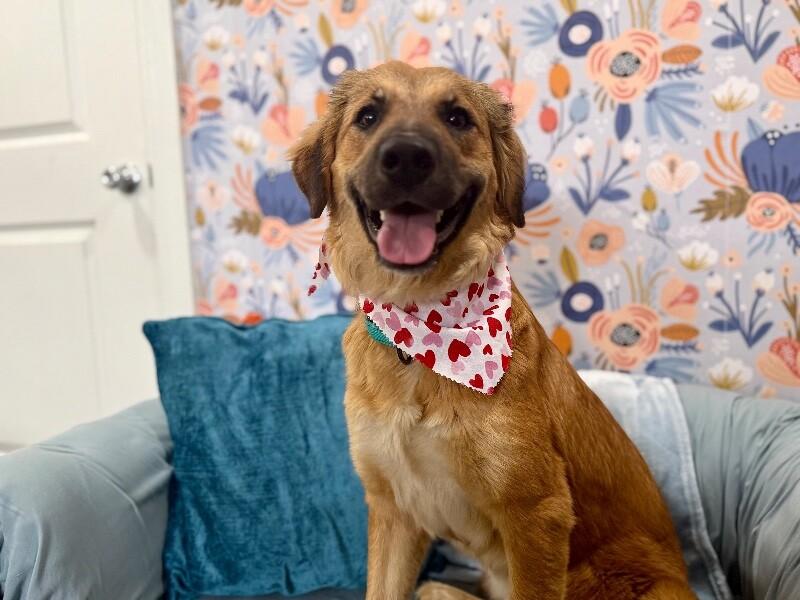 Athena Bear — thumbnail 4