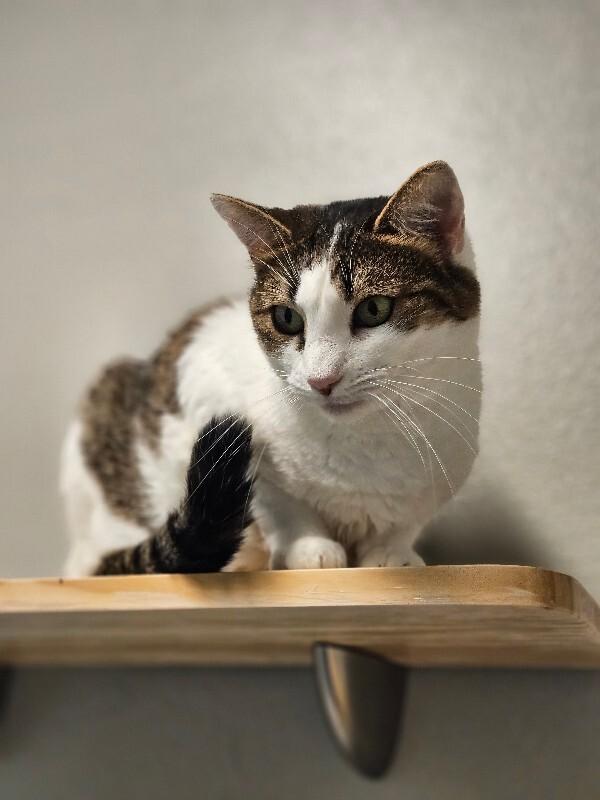 Giggles, Adoptable, Adult Female Domestic Short Hair.