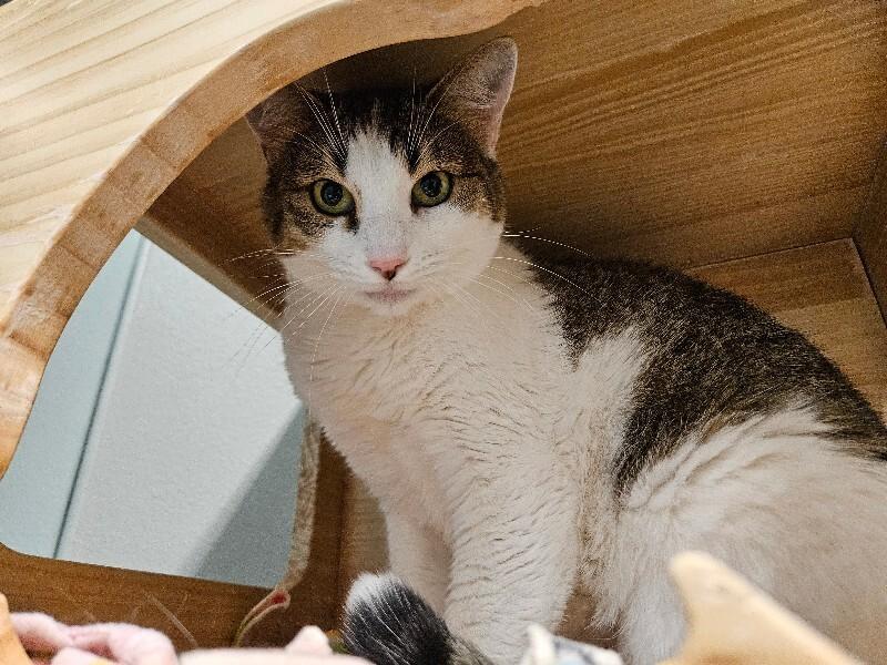 Giggles, a Adoptable Domestic Short Hair in Fort Collins, CO image 2/5
