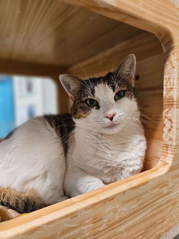 Giggles, a Adoptable Domestic Short Hair in Fort Collins, CO image 3/5