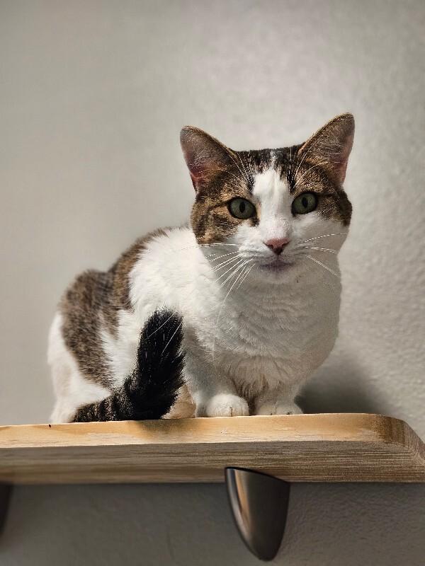 Giggles, a Adoptable Domestic Short Hair in Fort Collins, CO image 4/5