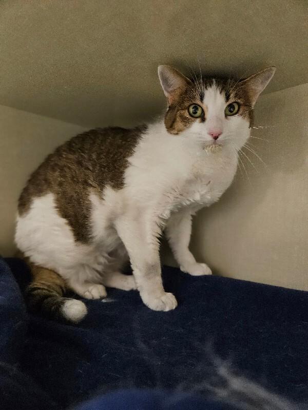 Giggles, a Adoptable Domestic Short Hair in Fort Collins, CO image 5/5