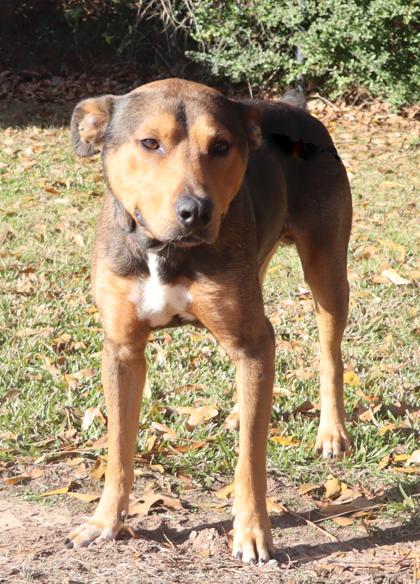 Gingerbread Man, Adoptable, Young Male Hound & Mixed Breed.