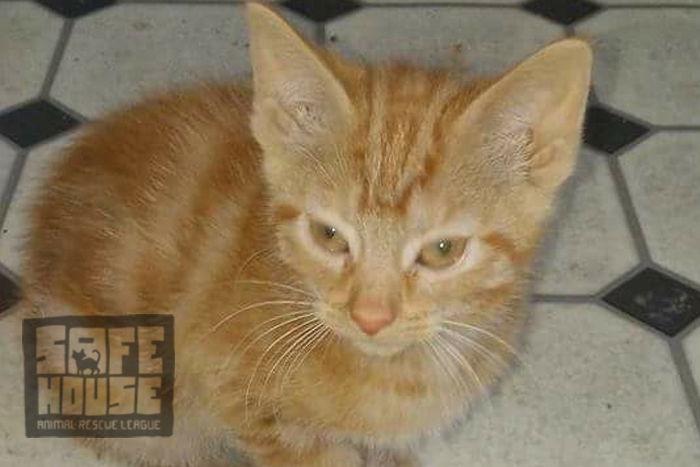 Enlarge Sunshine, a Adoptable Domestic Short Hair in Dalzell, IL image 1/3