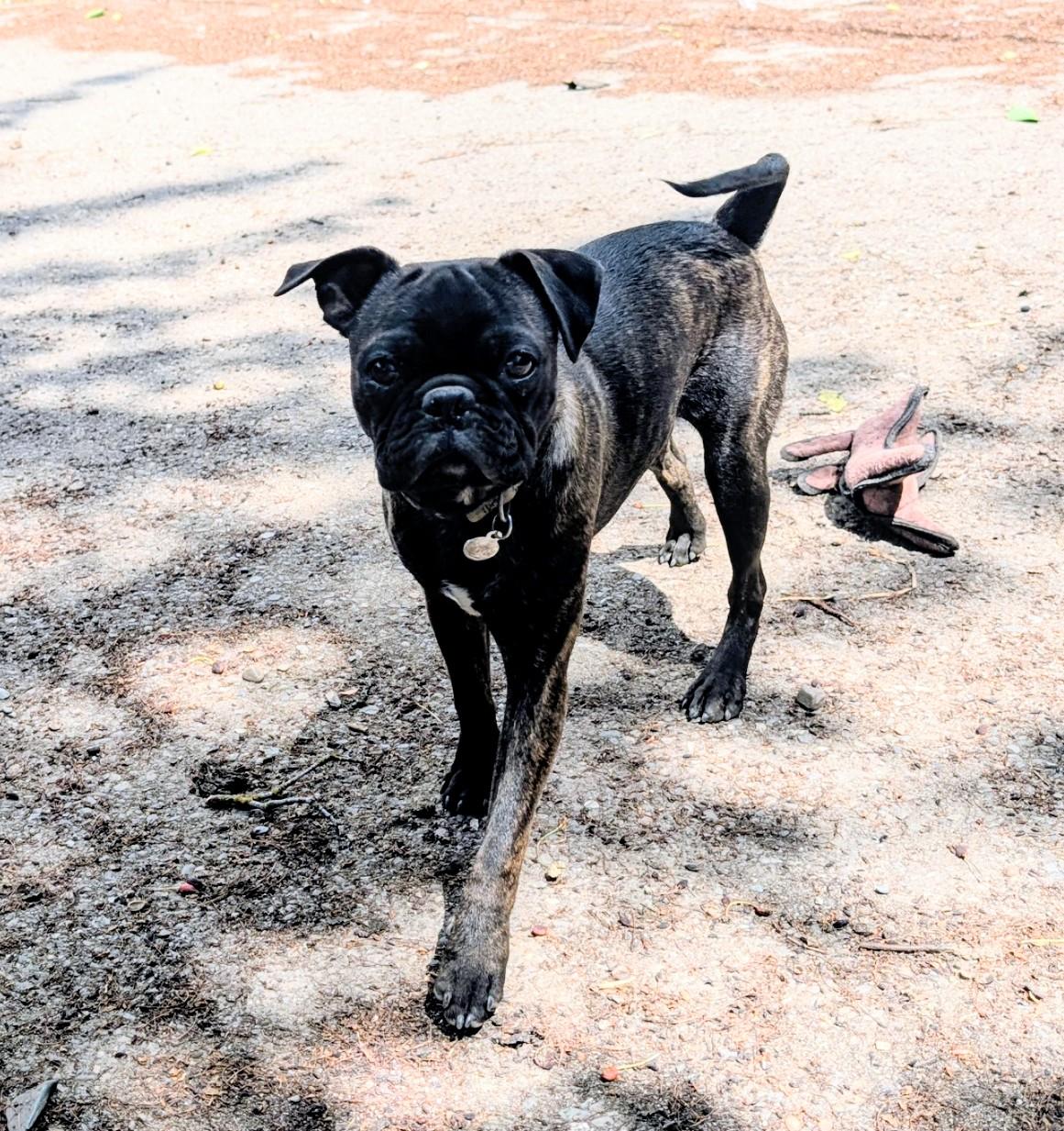 Bobber, a ADOPTABLE mixed breed in COEUR D ALENE, ID image 3/6