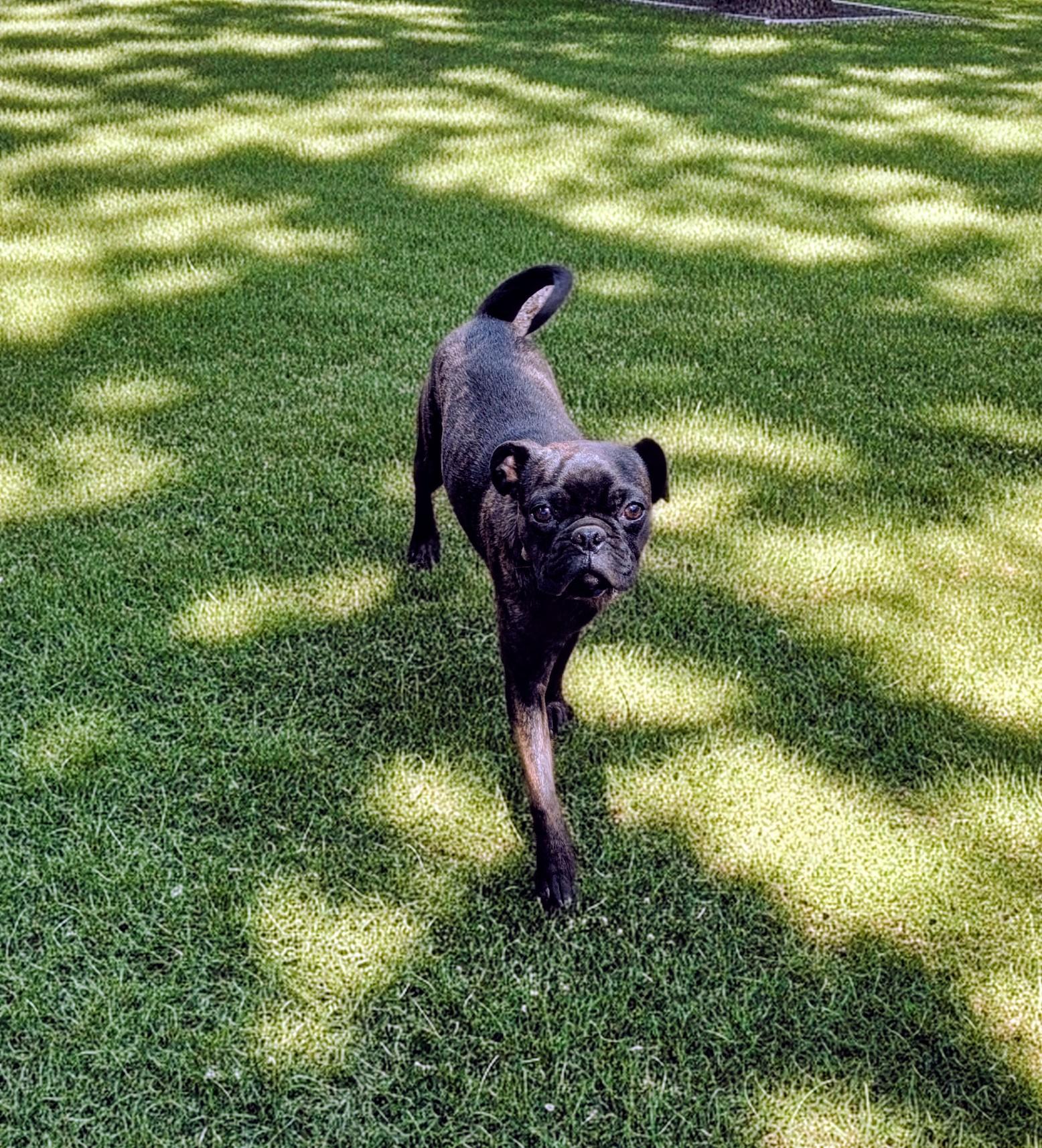 Bobber, a ADOPTABLE mixed breed in COEUR D ALENE, ID image 4/6