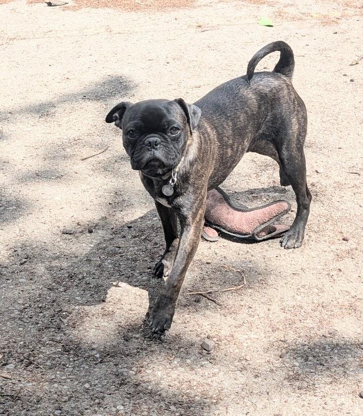 Bobber, ADOPTABLE, Young Male Boston Terrier & Pug.