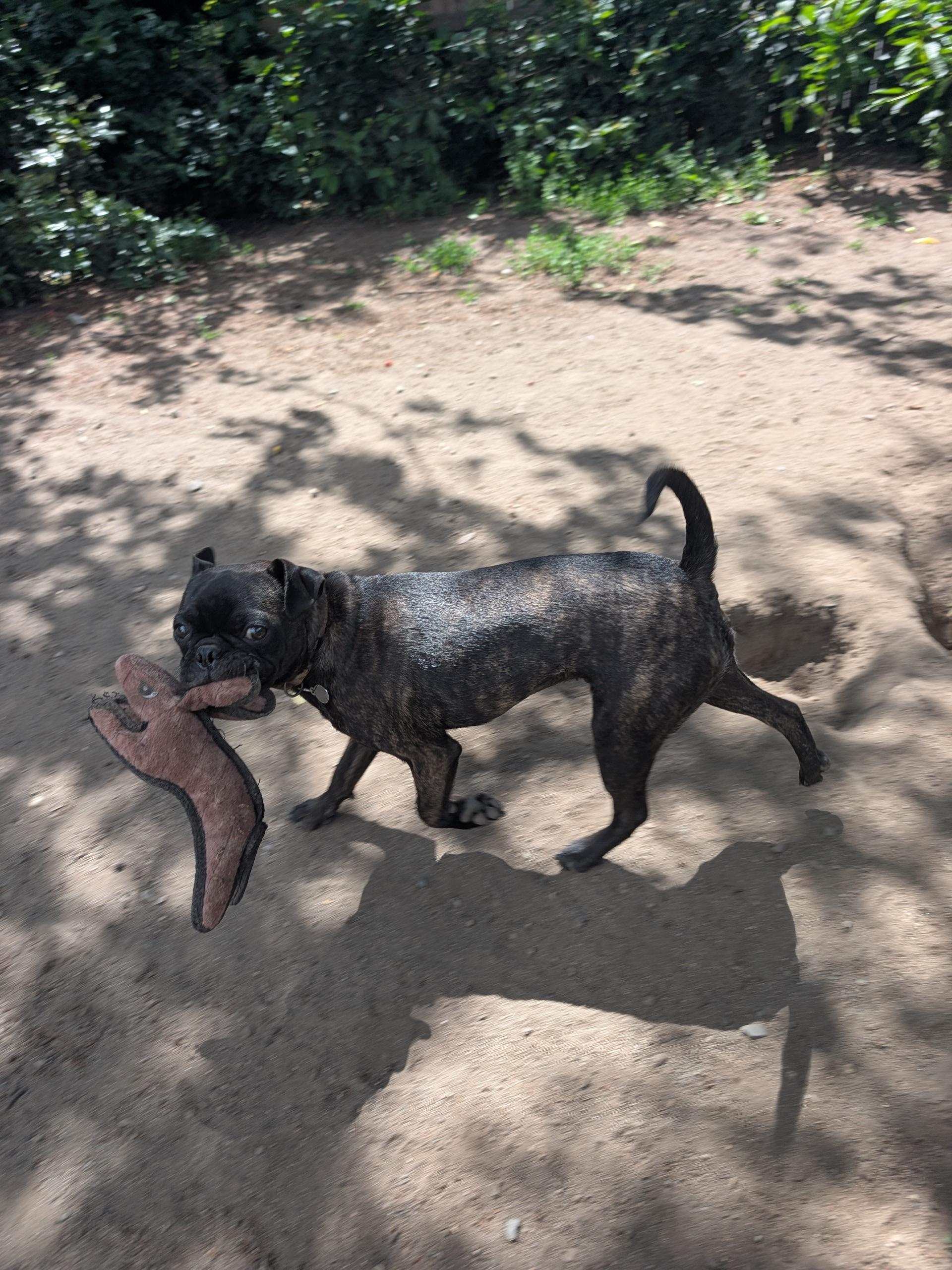Bobber, a ADOPTABLE mixed breed in COEUR D ALENE, ID image 2/6