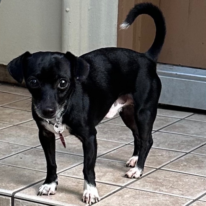 Enlarge Tito, a Adoptable Chihuahua in Houston, TX image 1/1