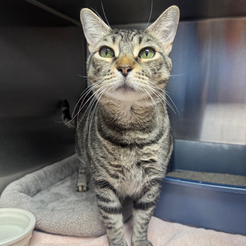 Berta, Adoptable, Adult Female Domestic Short Hair.