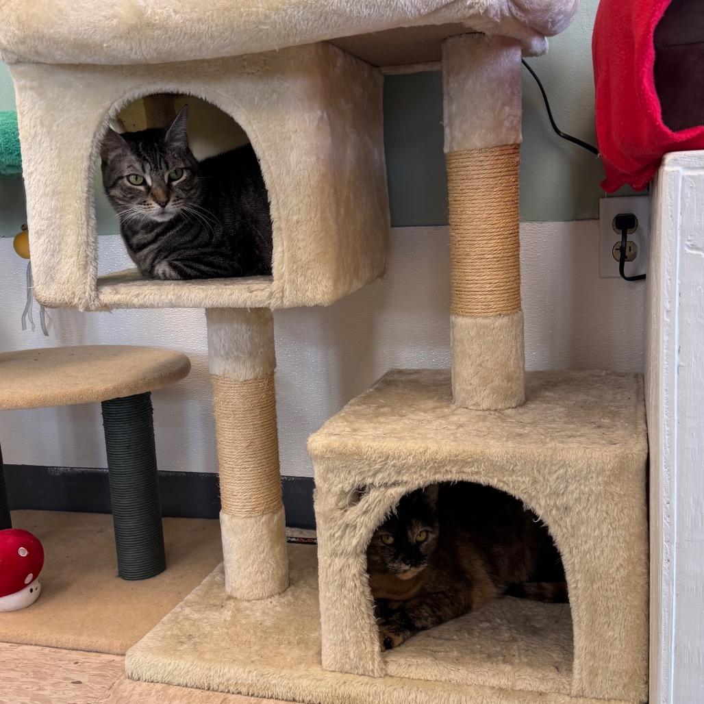 Enlarge Berta, a Adoptable Domestic Short Hair in Easton, PA image 4/6