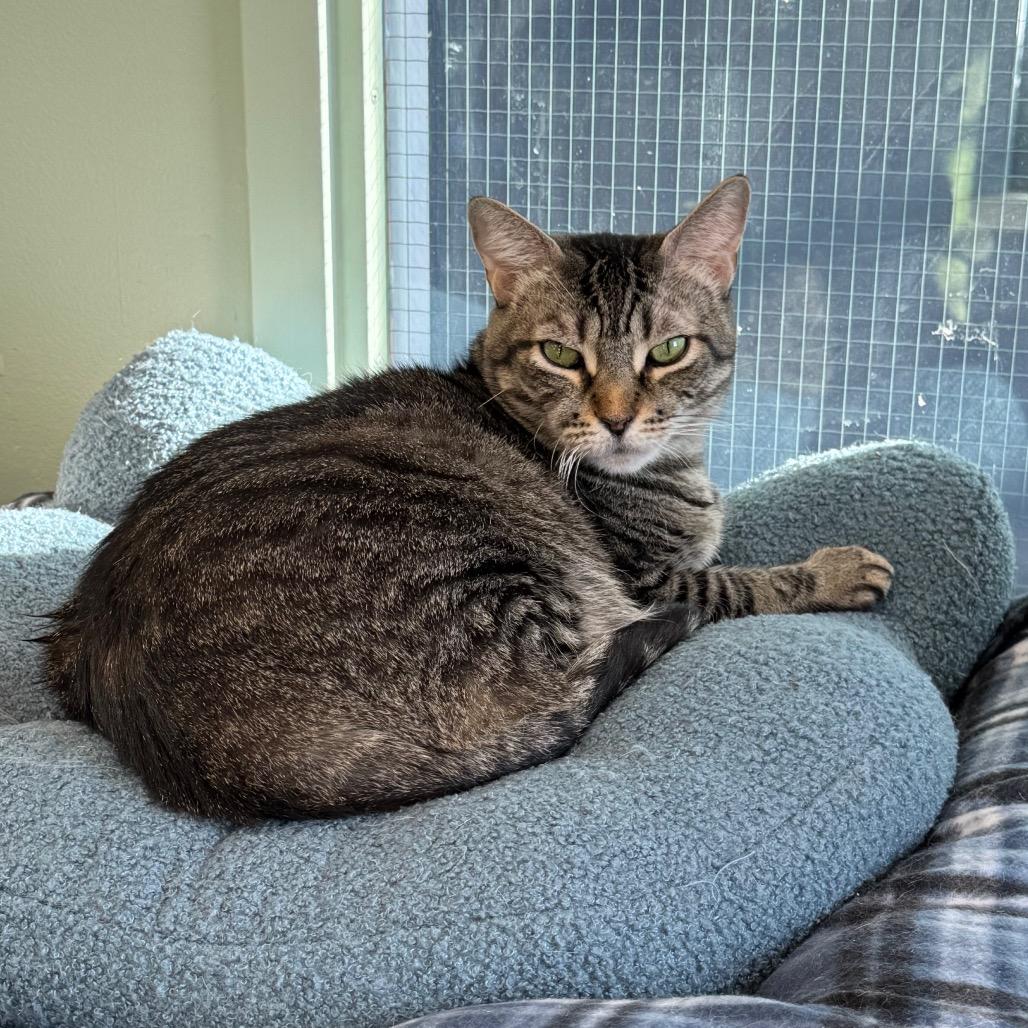 Enlarge Berta, a Adoptable Domestic Short Hair in Easton, PA image 5/6