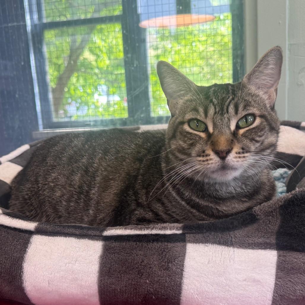 Enlarge Berta, a Adoptable Domestic Short Hair in Easton, PA image 6/6