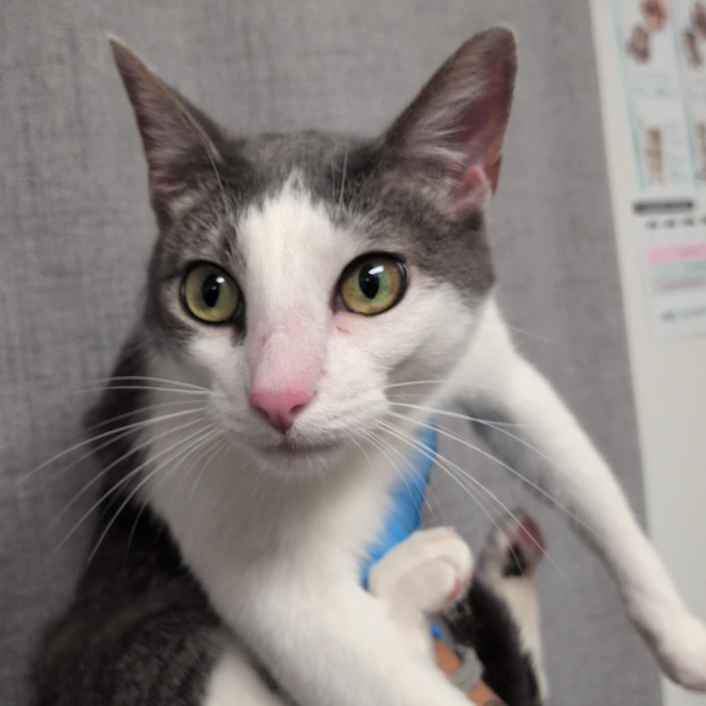 Olive, Adoptable, Adult Female Domestic Short Hair.