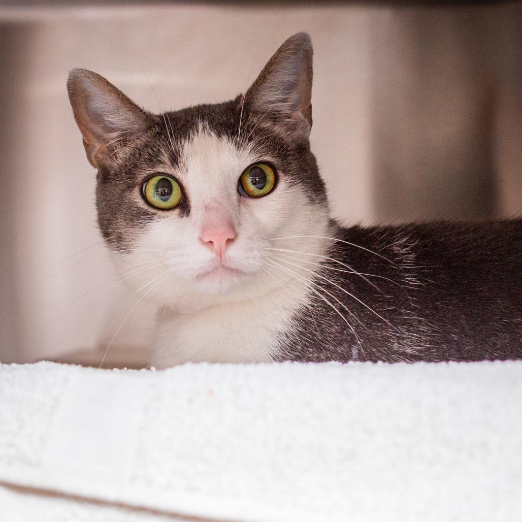 Enlarge Olive, a Adoptable Domestic Short Hair in Hattiesburg, MS image 2/2