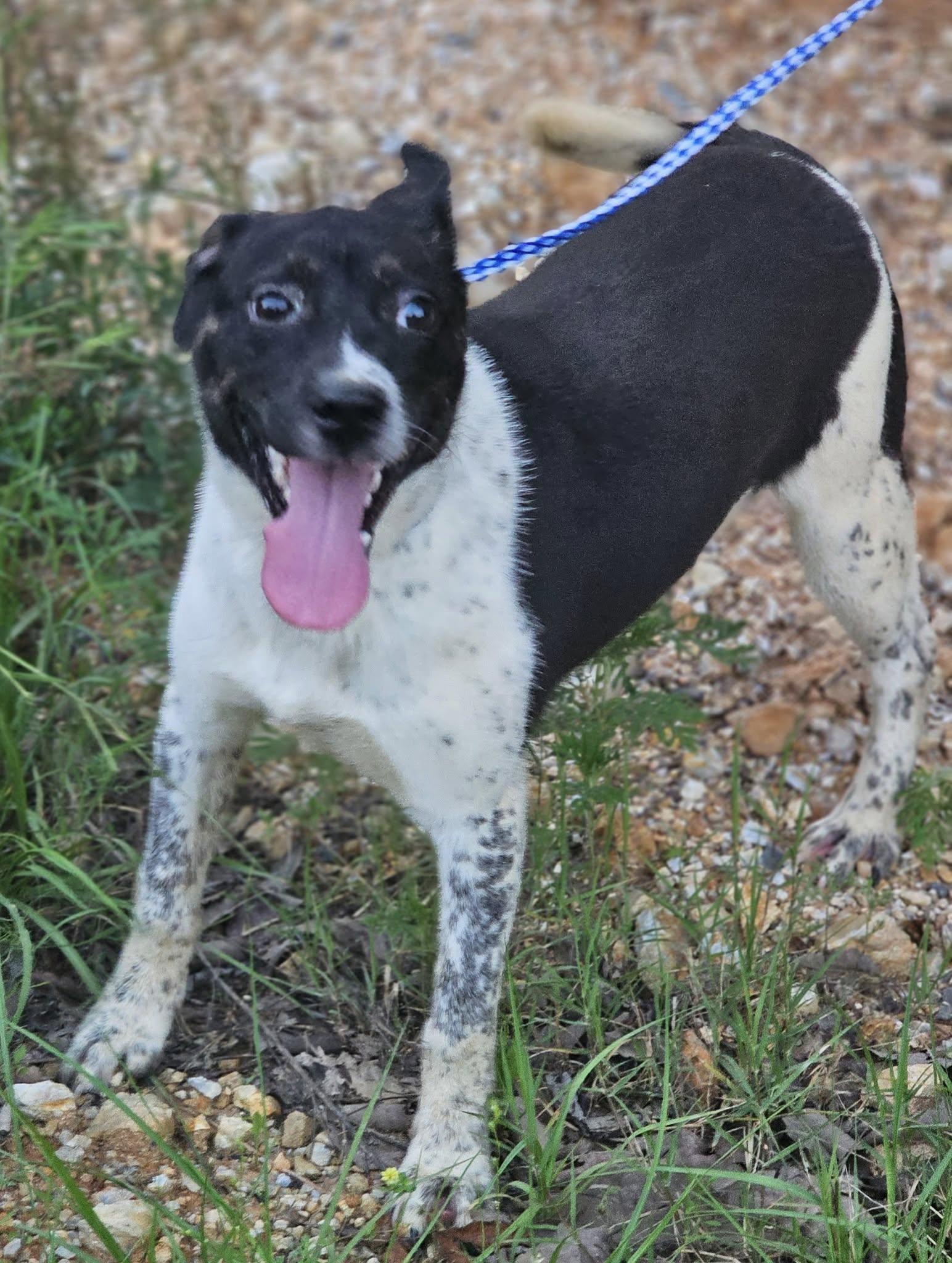 Cordelia, adoptable, Young Female Terrier.