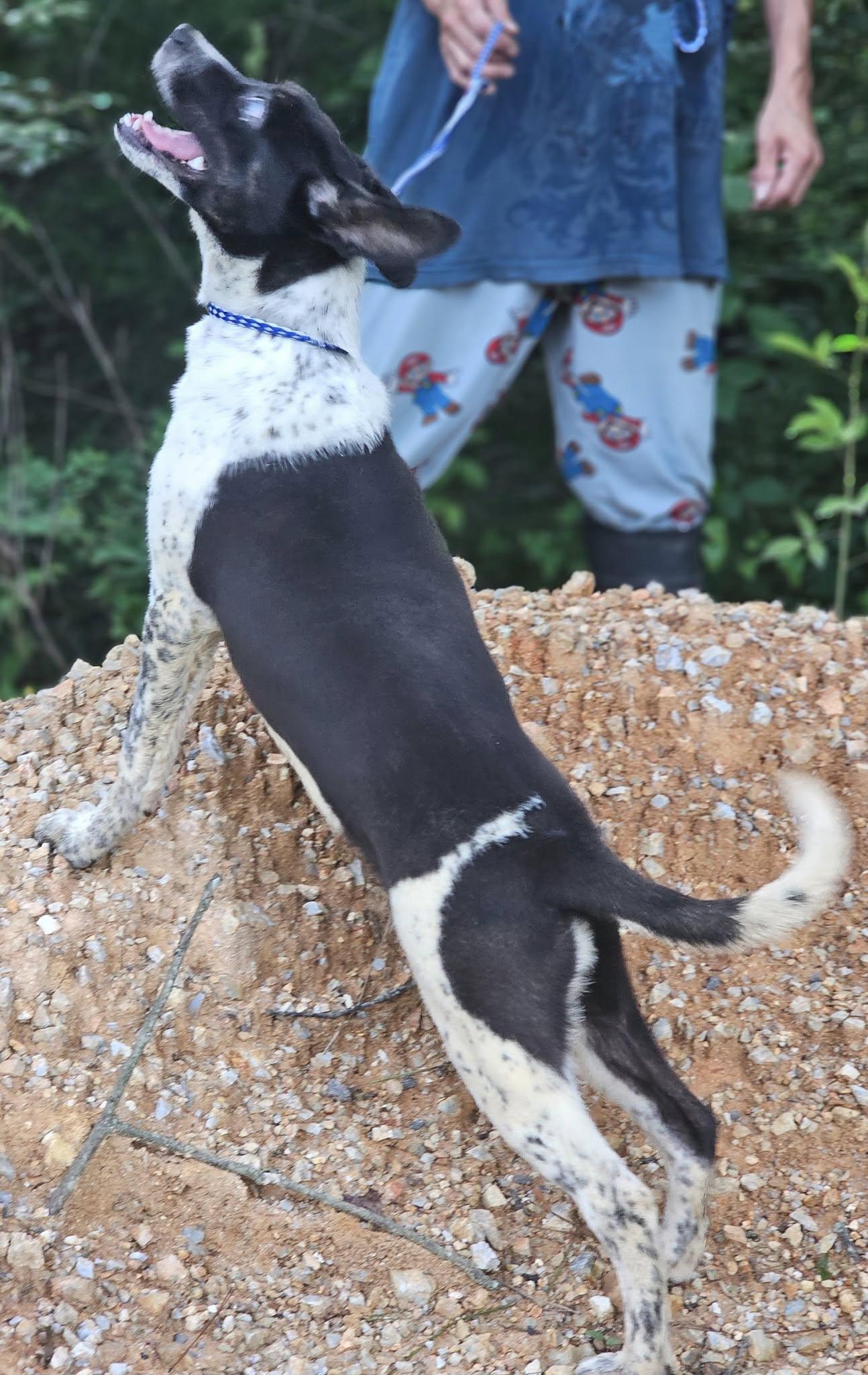 Enlarge Cordelia, an adoptable Terrier in Fort Payne, AL image 2/3