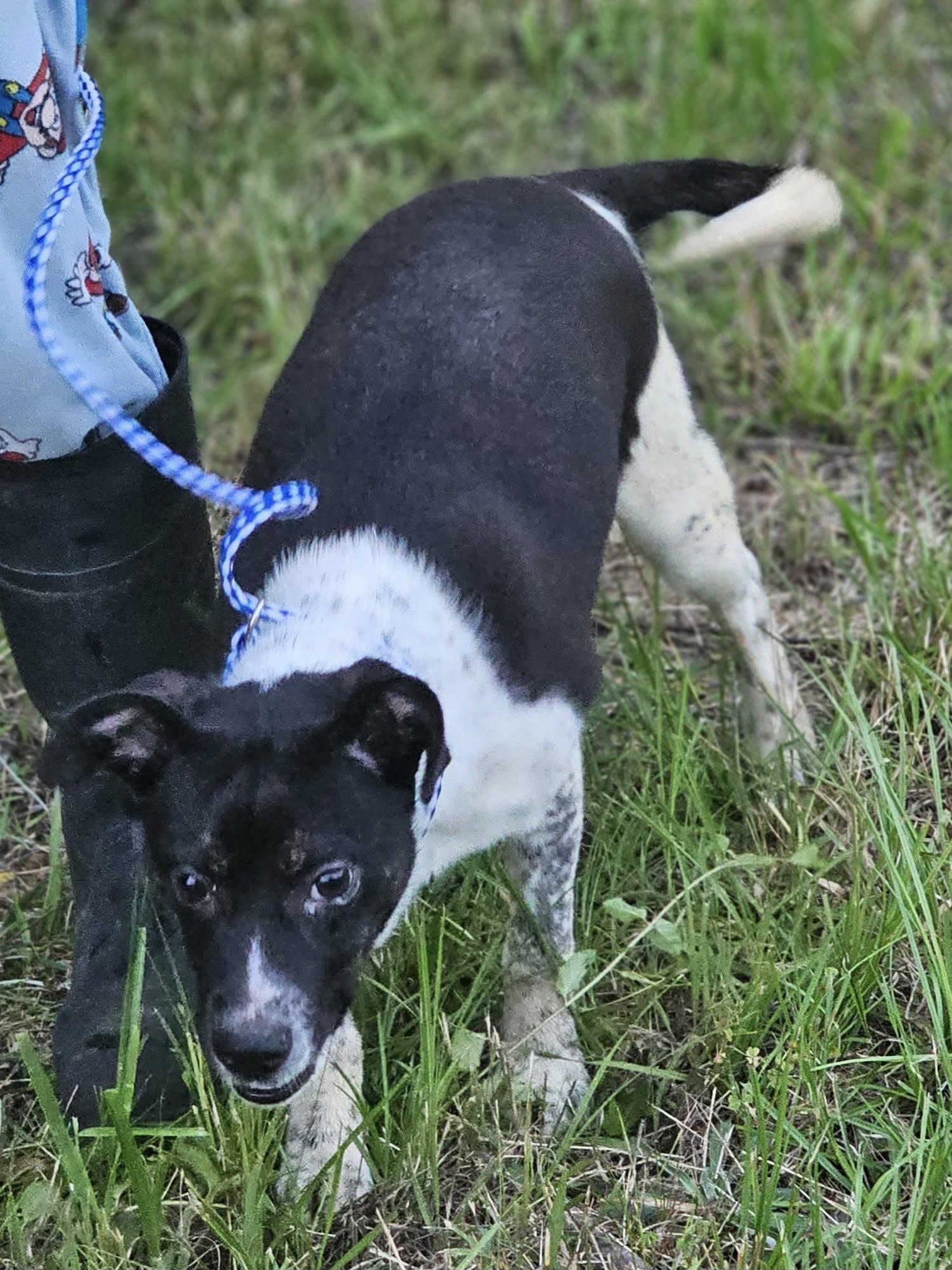 Enlarge Cordelia, an adoptable Terrier in Fort Payne, AL image 3/3