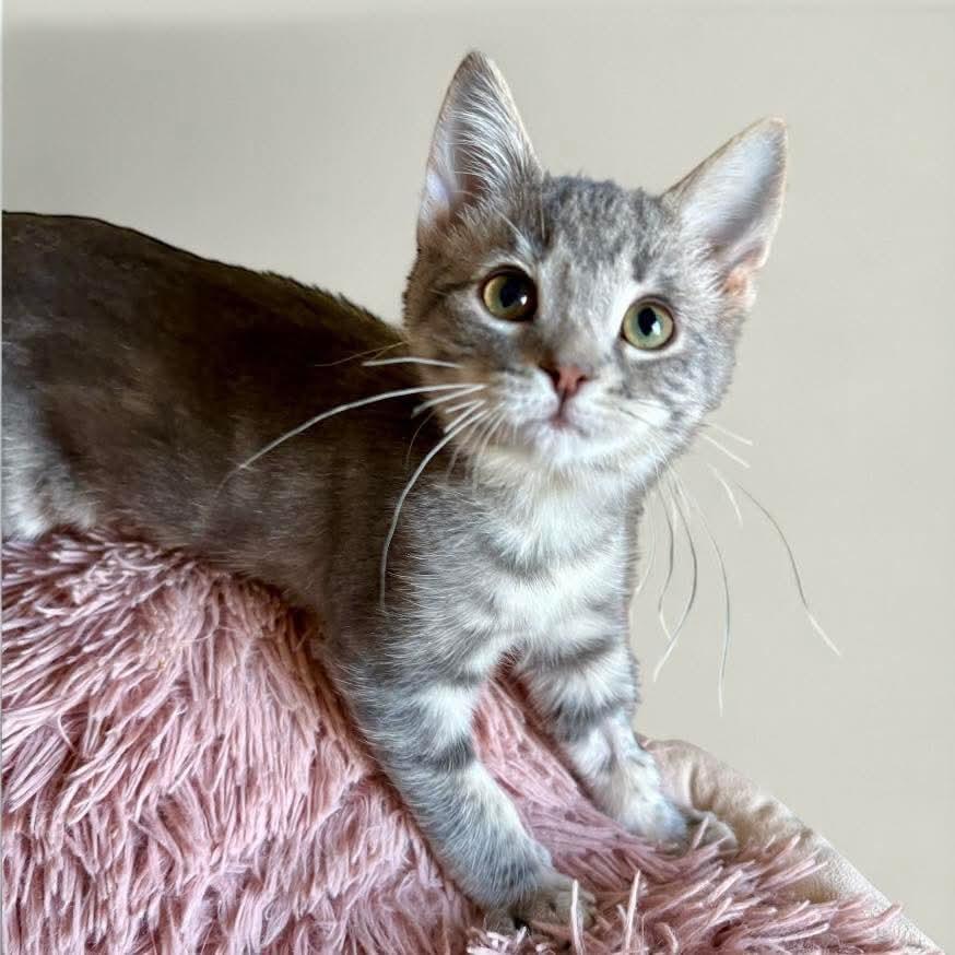 Enlarge Maisie, a Adopted mixed breed in Duchess, AB image 1/1