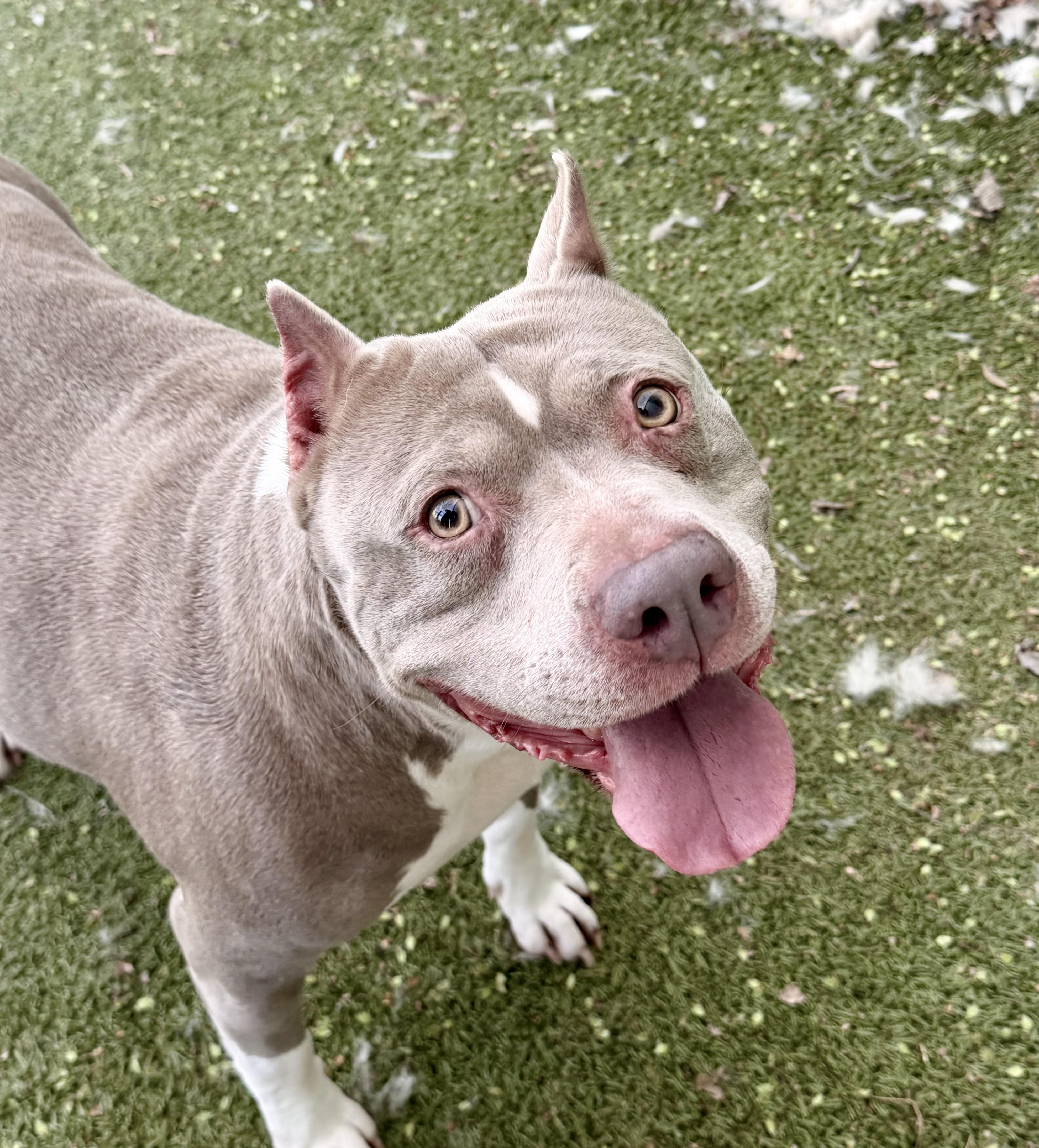 Seashell, ADOPTABLE, Adult Female Pit Bull Terrier.