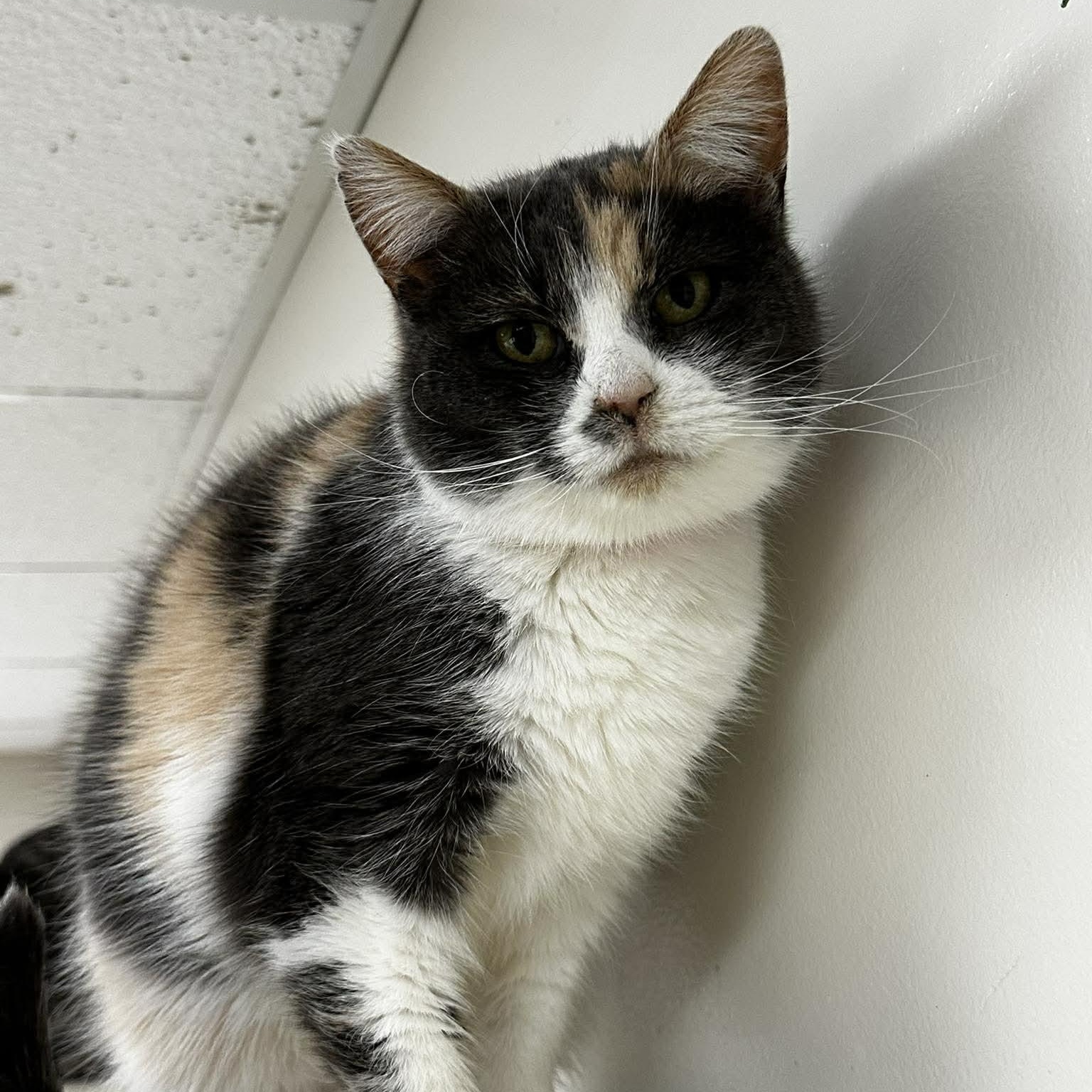 Enlarge Delanee, a Adoptable mixed breed in Portsmouth, OH image 2/3