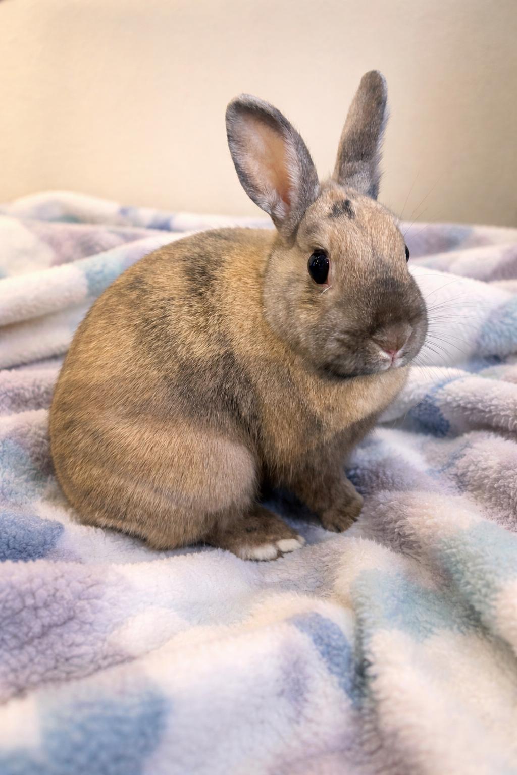 Enlarge Holly, a Adoptable Dwarf in Marshfield, WI image 2/2