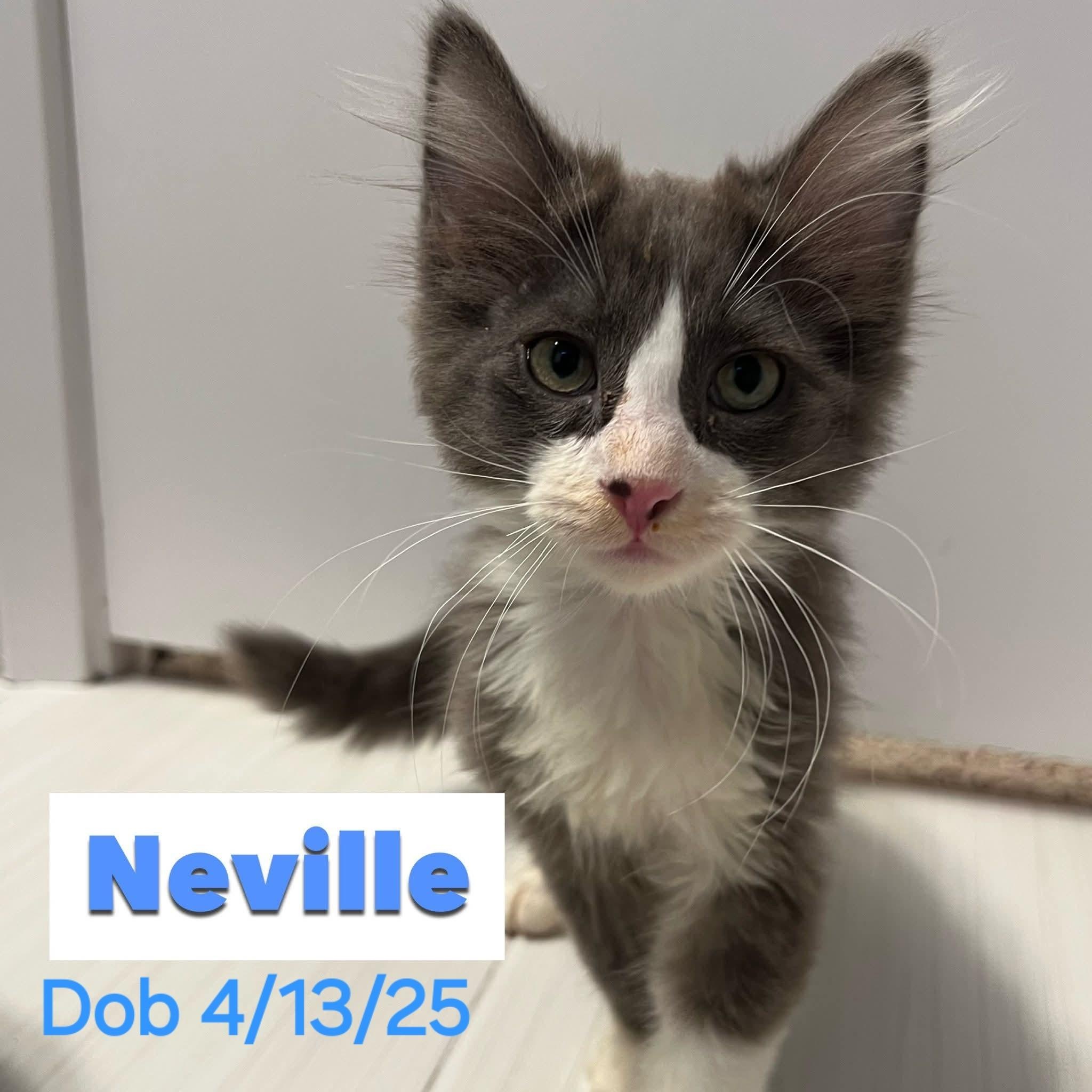 Neville