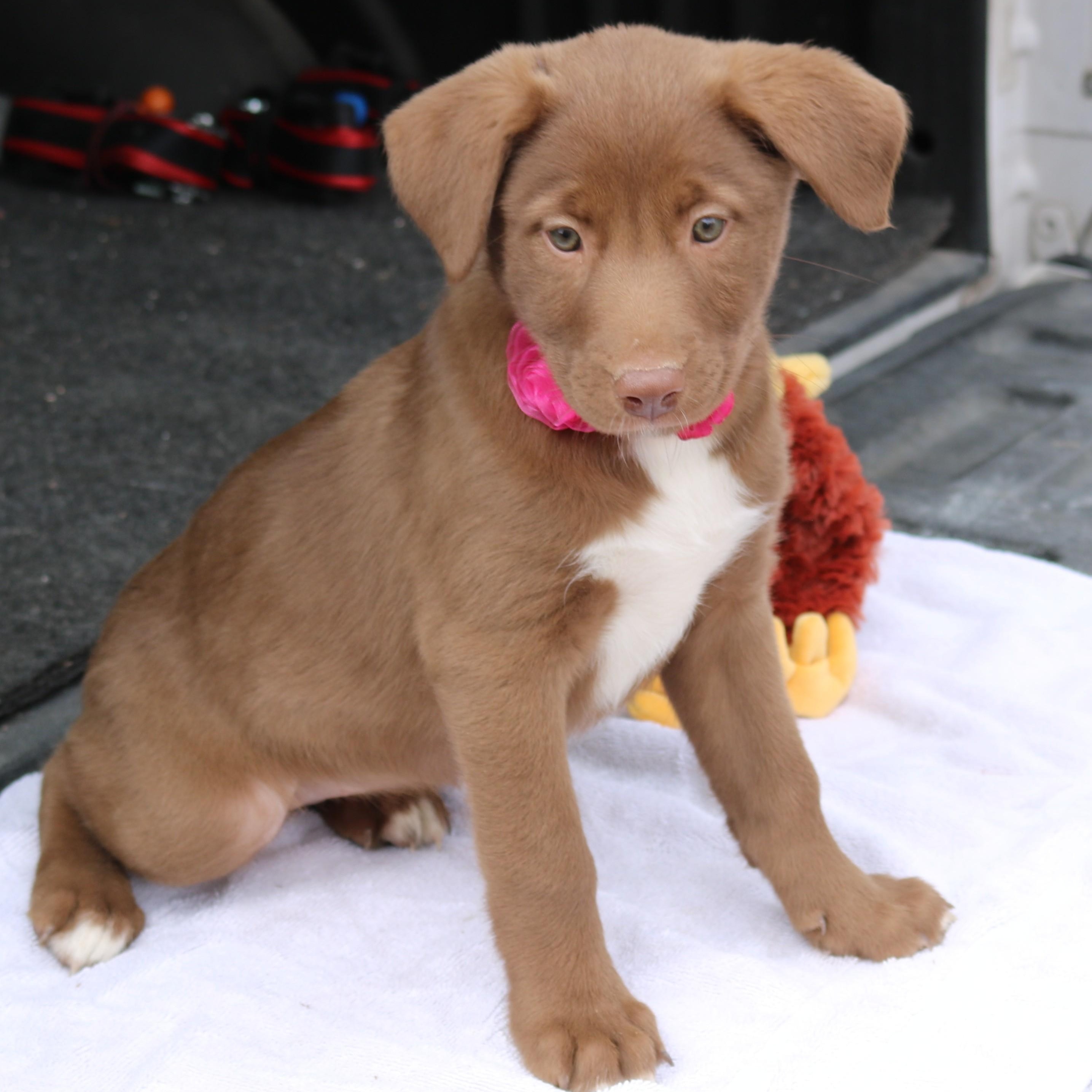Enlarge Betsy, an adopted Chocolate Labrador Retriever in Bandera, TX image 3/5