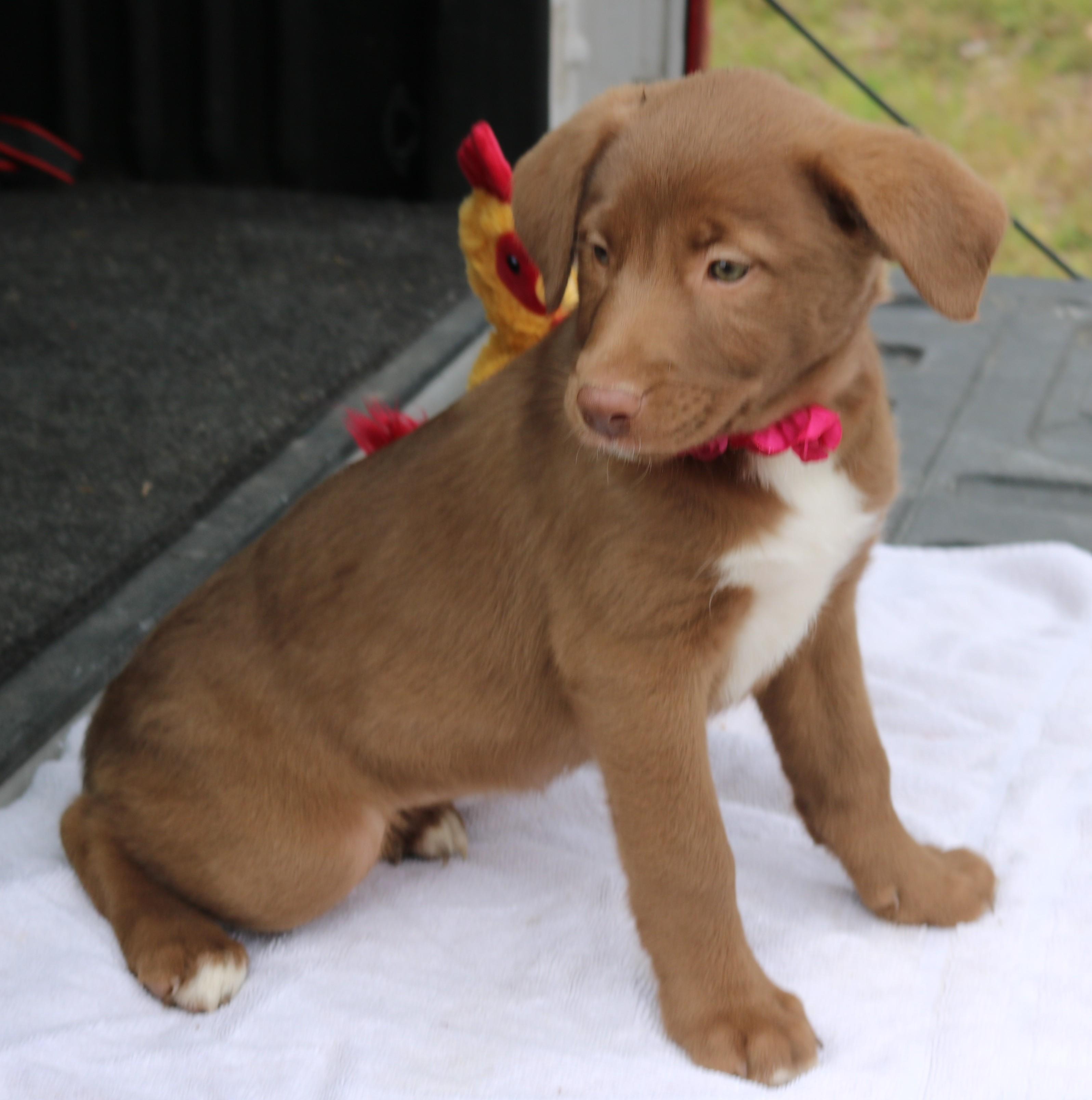 Enlarge Betsy, an adopted Chocolate Labrador Retriever in Bandera, TX image 4/5